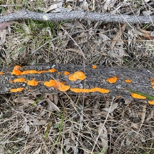 Trametes coccinea at Broke, NSW - 31 Mar 2025 01:50 PM