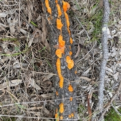 Trametes coccinea at Broke, NSW - 31 Mar 2025 01:50 PM