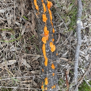 Trametes coccinea at Broke, NSW - 31 Mar 2025 01:50 PM