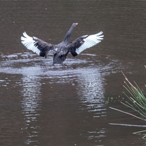 Cygnus atratus at Lower Portland, NSW - 2 Jan 2017 08:36 AM
