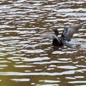 Phalacrocorax sulcirostris at Lower Portland, NSW - 2 Jan 2017 08:43 AM