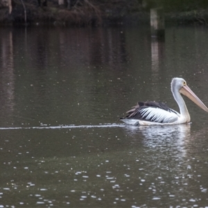 Pelecanus conspicillatus at Lower Portland, NSW - 2 Jan 2017 09:26 AM