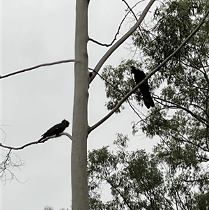 Zanda funerea at Laguna, NSW - 31 Mar 2025 04:27 PM