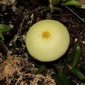 Leucocoprinus birnbaumii at Higgins, ACT - 30 Mar 2025 12:45 PM