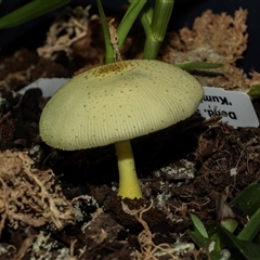 Leucocoprinus birnbaumii at Higgins, ACT - 30 Mar 2025 12:45 PM
