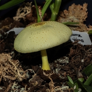 Leucocoprinus birnbaumii at Higgins, ACT - 30 Mar 2025 12:45 PM
