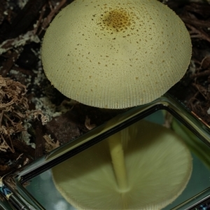Leucocoprinus birnbaumii at Higgins, ACT - 30 Mar 2025 12:45 PM