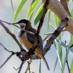 Acanthorhynchus tenuirostris at Lower Portland, NSW - 16 Apr 2017 12:47 PM