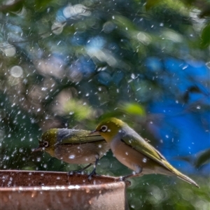 Zosterops lateralis at Lower Portland, NSW - 16 Apr 2017 12:56 PM