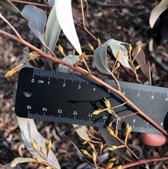 Eucalyptus sideroxylon subsp. sideroxylon (Mugga Ironbark or Red Ironbark) at Crowther, NSW - 30 Mar 2025 by Frecko