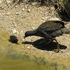 Gallinula tenebrosa (Dusky Moorhen) at Yarralumla, ACT - 27 Nov 2015 by RodDeb