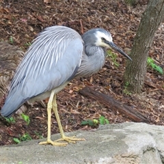 Egretta novaehollandiae (White-faced Heron) at Canberra, ACT - 21 Oct 2015 by RodDeb