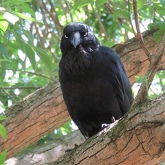 Corvus coronoides (Australian Raven) at Yarralumla, ACT - 24 Nov 2016 by RodDeb