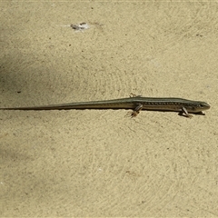 Ctenotus robustus at Canberra, ACT - 11 Nov 2016 10:14 AM