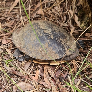 Chelodina longicollis at O'Connor, ACT - 30 Mar 2025 01:38 PM