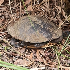 Chelodina longicollis at O'Connor, ACT - 30 Mar 2025 01:38 PM