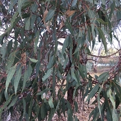 Eucalyptus blakelyi at Crowther, NSW - 31 Mar 2025 03:50 PM