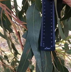Eucalyptus goniocalyx subsp. goniocalyx at Crowther, NSW - 31 Mar 2025 03:30 PM