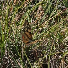 Heteronympha penelope at Mount Clear, ACT - 12 Mar 2025 02:52 PM