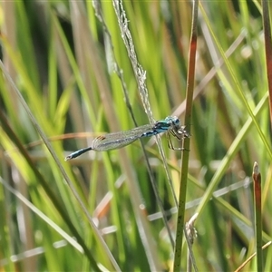 Austrolestes cingulatus at Mount Clear, ACT - 12 Mar 2025 03:09 PM