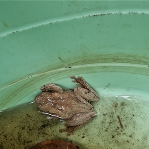 Litoria peronii at Kioloa, NSW - 1 Apr 2025 01:02 PM