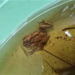 Litoria peronii at Kioloa, NSW - 1 Apr 2025 01:02 PM