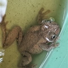 Litoria peronii at Kioloa, NSW - 1 Apr 2025 01:02 PM
