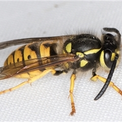 Vespula germanica at Melba, ACT - 31 Mar 2025 12:01 AM
