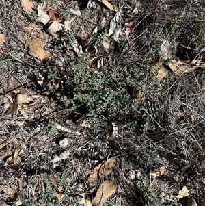 Hypericum perforatum (St John's Wort) at Kaleen, ACT - 1 Apr 2025 by LouiseSproule