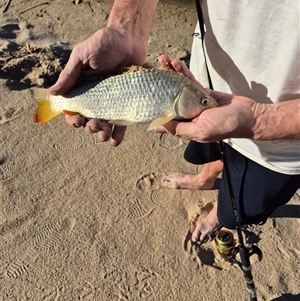 Cyprinus carpio at Goodnight, NSW - 24 Mar 2025 05:38 PM