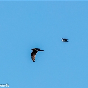Circus approximans at Lower Portland, NSW - 23 Jul 2017 02:03 PM
