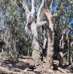 Eucalyptus camaldulensis at suppressed - suppressed