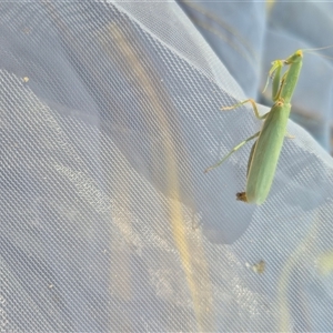Orthodera ministralis at Boundary Bend, VIC - 27 Mar 2025 01:34 PM