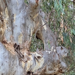 Eucalyptus camaldulensis at suppressed - suppressed