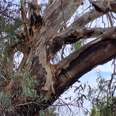 Eucalyptus camaldulensis at suppressed - suppressed