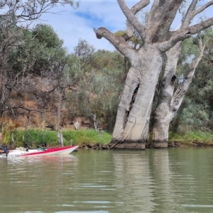 Eucalyptus sp. at Robinvale, VIC - suppressed