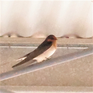 Hirundo neoxena at Chiltern, VIC - 30 Mar 2025 01:06 PM