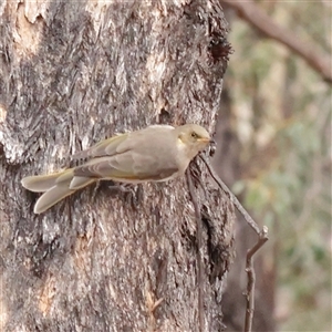 Ptilotula fusca at Chiltern, VIC - 30 Mar 2025 01:15 PM