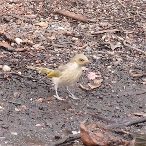 Ptilotula fusca at Chiltern, VIC - 30 Mar 2025 01:15 PM