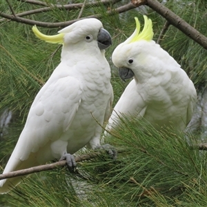 Cacatua galerita at Yarralumla, ACT - 8 Feb 2017 10:13 AM
