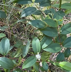 Rhodamnia rubescens at Tarbuck Bay, NSW - suppressed