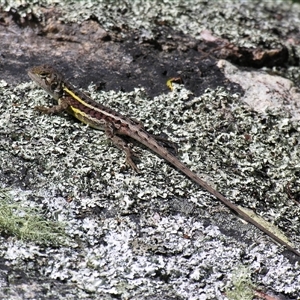 Diporiphora nobbi at Bolivia, NSW - suppressed