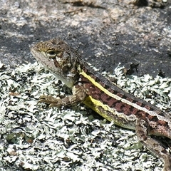 Diporiphora nobbi at Bolivia, NSW - suppressed