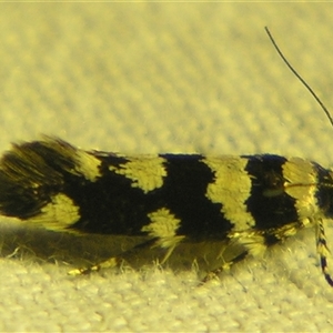 Macrobathra melanomitra at Bolivia, NSW - suppressed