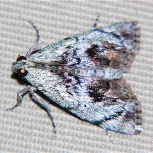 Enchesphora recurvalis at Bolivia, NSW - suppressed