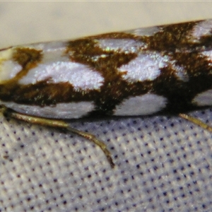 Myrascia bracteatella at Bolivia, NSW - suppressed
