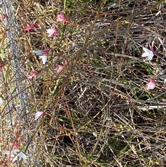 Oenothera lindheimeri at Dunlop, ACT - 1 Apr 2025 03:50 PM