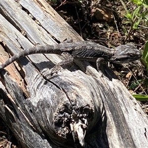 Pogona barbata at Hackett, ACT - suppressed