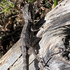 Pogona barbata at Hackett, ACT - suppressed
