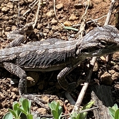 Pogona barbata at Hackett, ACT - suppressed